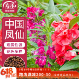 寿禾 凤仙花种子苗染指甲花四季盆栽种植花卉种籽 中国凤仙花种子100g