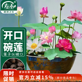 寿禾 碗莲种子苗荷花水培无土栽培花种籽 潍育寿艺开口碗莲种子30粒*2