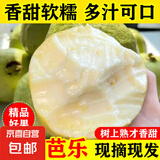 广西软心白心奶油芭乐 老果树 软糯香甜番石榴果园现摘 送酸梅粉 【奶油白心】5斤单果150g+