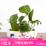奥美优水仙花盆陶瓷铜钱草花盆一叶莲碗 睡莲水养水培花盆多肉 蓝彩荷趣