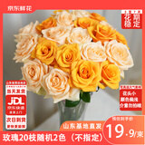 京东鲜花玫瑰花随机2色20枝山东基地新鲜采摘送男女朋友枝长40cm源头直发