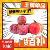 新鲜三华李酸甜可口早熟红心李子孕妇水果现摘现发 三华李中果【10-14g】 带箱2斤