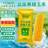 十月稻田黄糯玉米 220g 东北黏甜玉米棒 早餐 杂粮礼盒