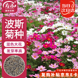 寿禾 格桑花种子苗波斯菊春季盆栽种籽 大花波斯菊混色种子100g(大袋)