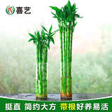 喜艺带根转运竹水竹富贵竹植物水养开运竹子盆栽客厅室内招财水培绿植 开运竹直竹 60厘米 10支 不含瓶