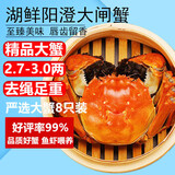 【活蟹】湖鲜阳澄 大闸蟹 去绳足重 2.7-3.0两 8只 鲜活六月黄现货超大螃蟹水产礼盒装