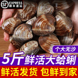 鲜活蛤蜊海捕无沙新鲜花甲贝类生鲜花蛤超大美贝蚬子海鲜水产顺丰 鲜活共10斤（7斤送3斤）