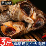 尚致【活鲜】大海螺鲜活海捕3斤海螺肉特大中号海螺生鲜贝类 推荐特大海螺 1500g （9-12只）