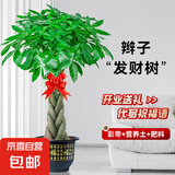 大型植物发财树摇钱树柠檬树天堂鸟盆栽绿植办公室内乔迁开业佳品 辫子发财树1.1-1.2米 不含盆