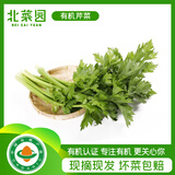 北菜园有机芹菜450g新鲜有机蔬菜，轻餐榨汁蔬菜蔬菜北京产地