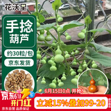 花沃里手捻葫芦种子30粒 花卉种子草籽家庭盆栽阳台办公庭院花坛种植