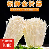 新鲜金针菇精品切根 食用菌菇火锅烧烤煲汤新鲜蔬菜 新鲜金针菇 400g
