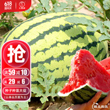 大禹懒汉西瓜种子苗特大适合南方早熟懒人8424麒麟瓜美都无籽水果蔬菜 懒汉西瓜种子约50粒2袋免打叉