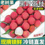 四叔公果蔬黑叶荔枝【顺丰冷链-多地次日达】新鲜入库水果冷冻眠中秋节礼盒 【老农严选】商超品质果｜单果20g+ 净5斤装【超值推荐-80%选】蕞划算