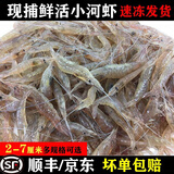 林中山 【顺丰/JD】青岛鲜活速冻淡水小河虾小白虾大河虾冷冻小明虾 海水小白虾2斤（4cm-6cm左右）