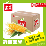 佳农宝菜山东新鲜水果玉米单根275g+鲜甜多汁4-7根净重4.6斤源头直发