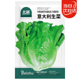 北蔬意大利生菜种子苗四季速生阳台种菜籽 意大利生菜种子3g约1800粒