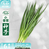 寿禾 四季红葱头小葱种子火葱头四川干皮秋季蔬菜莱疏菜阳台种种籽 农家小香葱种子150g（50gx3包）