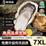 鲜海道【活鲜】鲜海道生蚝  乳山牡蛎 新鲜海蛎子生鲜贝类 超大7XL-带箱5斤（4-6只）