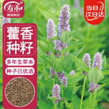 寿禾藿香种子种苗食用香草家庭阳台种植 潍丰香洋藿香种子2000粒