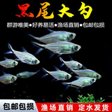 申茂澜黑尾大勾群游鱼草缸小型活体热带观赏鱼淡水天使红大勾扯旗灯科鱼 2cm黑尾大勾10送4备损