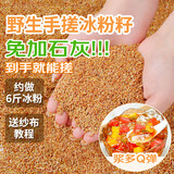 鲜窝窝 野生冰粉籽100g 冰粉配料手搓冰粉籽配全套工具家用摆摊免加石灰
