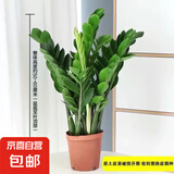 【金钱树】盆栽客厅室内植物钱串子大型发财绿植乔迁开业送盆花卉 6-9株 50-60cm（原土盆） 送肥料