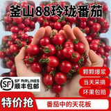 顺丰正宗釜山88玲珑千禧圣女果5斤 超甜樱桃小番茄当季新鲜水果 5斤