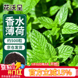 花沃里香水薄荷种子500粒/包花卉种子四季花种家庭盆栽土阳台庭院种