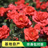 海蒂的花园旗舰店月季花卉盆栽小苗灌木蔷薇阳台观赏南北方四季可种原盆原土 火热巧克力15cm盆 含盆