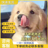 金毛幼犬纯种金毛活体健康金毛犬成年大型寻回犬宠物狗金毛幼崽 宠物级 母