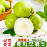 京鲜鲲新鲜山西早酥梨 新鲜水果 酥梨现摘水果脆甜梨子生鲜 3斤活动装（净重2.7斤）