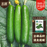 北蔬 水果小黄瓜种子苗绿心强雌夏秋季蔬菜籽 荷兰水果黄瓜种子100粒