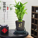 富贵竹盆栽植物室内净化空气绿植荷花竹办公室桌面四季好养小盆栽 荷花竹+节节高升盆+方底座【1盆】 盆口直径约8cm