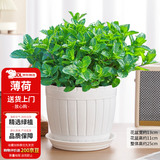 花翁薄荷盆栽可食用水培柠檬薄荷叶好养迷迭香苗植物室内绿植源头直发