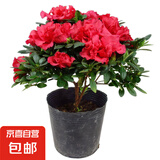杜鹃花四季开花杜鹃盆栽杜鹃花苗阳台客厅带花苞懒人花卉 1盆【原土原盆】