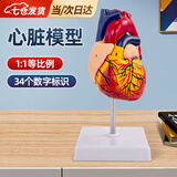 凌云鹤心脏模型教学手工解剖模型1:1医学模型可拆卸 1:1心脏模型 带34个标识款 【PVC材质 结实耐用】