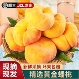 山东蒙阴黄毛蟠桃【顺丰】黄金蟠桃奶油蟠桃脆甜新鲜水果孕妇 5斤 【顺丰快递】单果｜150g+