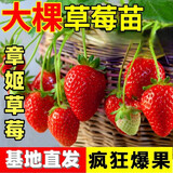 草莓苗四季奶油草莓苗种植盆栽阳台庭院地栽当年结果南方北方种植 章姬草莓 【特别推荐4盆装】