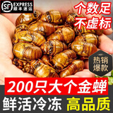 妙普乐知了猴新鲜活体【顺丰多地次日达】2025新货鲜活冷冻金蝉爬叉蝉蛹 【甄选S级】特大金蝉100+特大白蝉100只