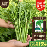 北蔬 茼蒿菜种子种苗小叶皇帝菜光杆蓬蒿菜蔬菜种籽 光杆茼蒿种子10g