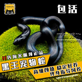 SMVP玉米蛇活物真蛇宠物蛇爬宠幼体翠青异宠白化蛇宠无毒黑王暴风雪盲 墨西哥黑王蛇【苗】