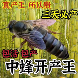 【现货速发）四川 中蜂蜂王种王种王高产蜜蜂蜂王活体产卵王蜂蛹 阿坝中蜂开产15天内新王【已交尾