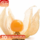 寿禾 东北姑娘果灯笼果种子洋菇娘黄金莓盆栽蔬菜阳台盆栽春夏种籽 洋姑娘果种子100粒+菇娘果秧12棵