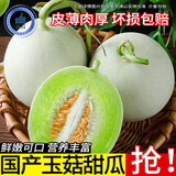 智洲国产玉菇甜瓜 新鲜水果生鲜 整箱约3.3-3.0斤/净含量1200g