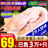 柒岛大鹅生鲜整只鹅肉大白鹅老鹅新鲜农家散养土鹅烤鹅煲汤红烧批发 大鹅杀后5-6斤【甄选大白鹅】