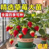 瑰玮奶油草莓苗盆栽带盆带土种籽子可食用红颜四季结果阳台种植新苗秧 四季草莓一盆（原盆原土发货） 不含盆