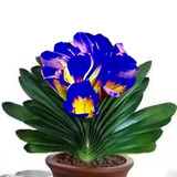 [当年开花】君子兰花苗裸根发货室内外四季常青植物盆栽君子兰苗 新品君子兰【云彩】 2-4片叶叶子裸根发货【小苗1-2年左右开花】