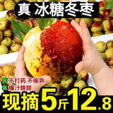 正宗沾化冬枣新鲜水果枣子5斤大枣应季脆甜鲜枣特级整箱冰糖包邮 5斤 小果尝鲜装