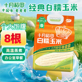 十月稻田 白糯玉米 4.16斤(260g*8根) 东北甜黏玉米棒 早餐苞米